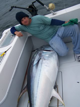 bald head charters blue fin tuna